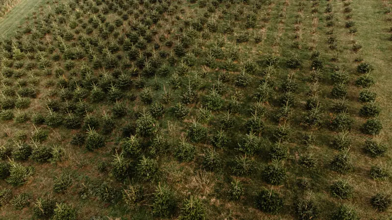 Plantáž vánočních stromků ve Všechlapech